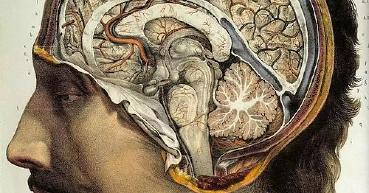 Do Large Brains Make People Sexier?