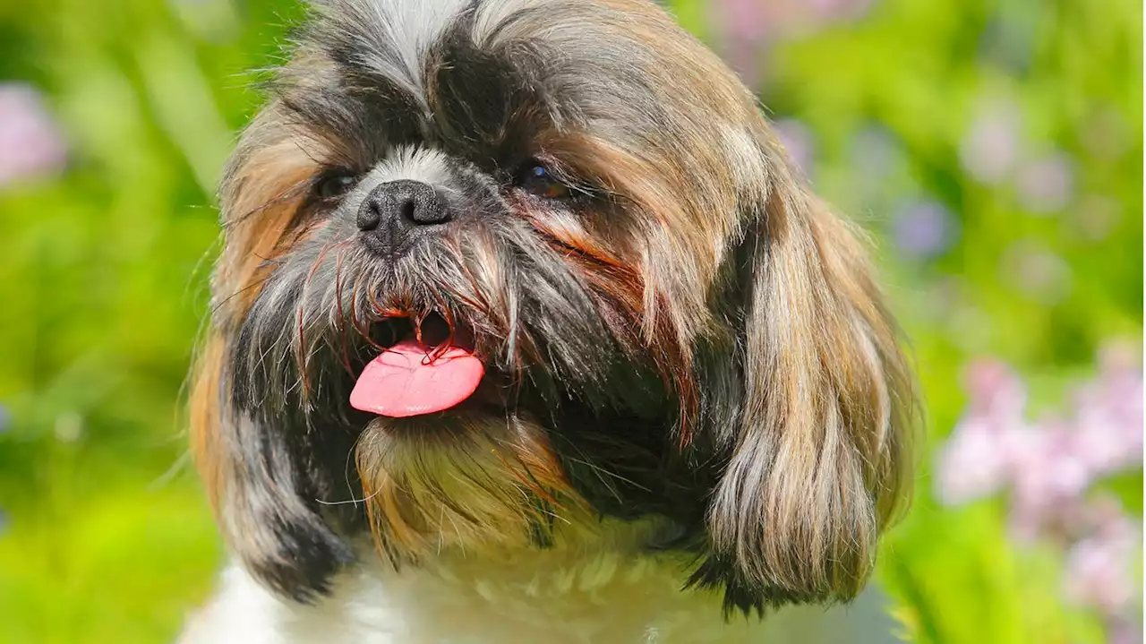 Wo ist Hund Buddy? Polizist lässt nicht locker und macht Ukrainerin überglücklich