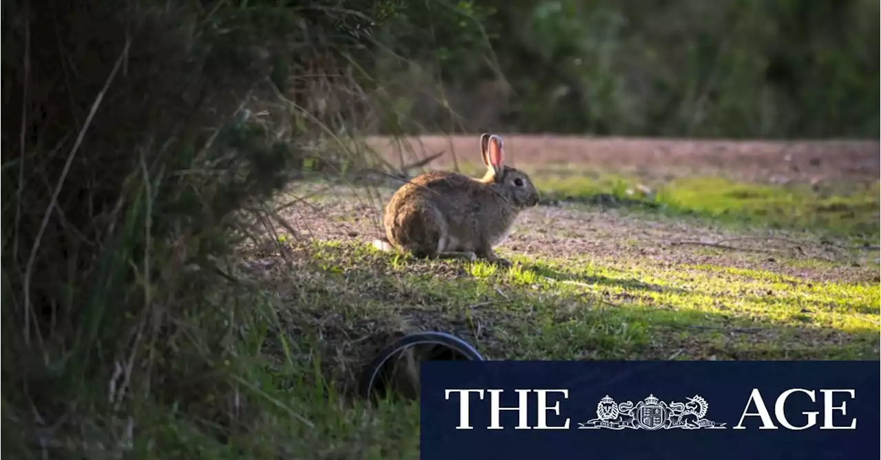 Digital maps to drive out rascally rabbits from Phillip Island