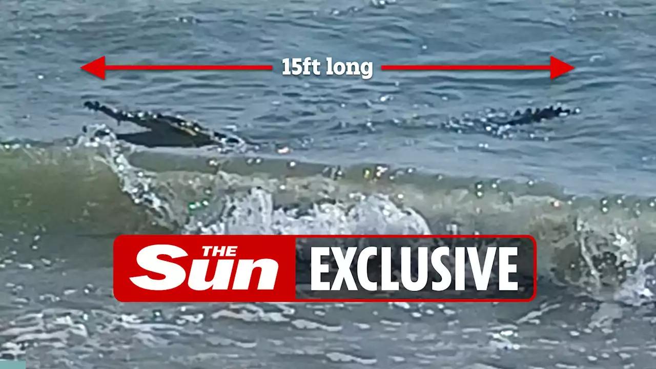 Huge 15ft crocodile stalks terrified Brits at popular beach resort