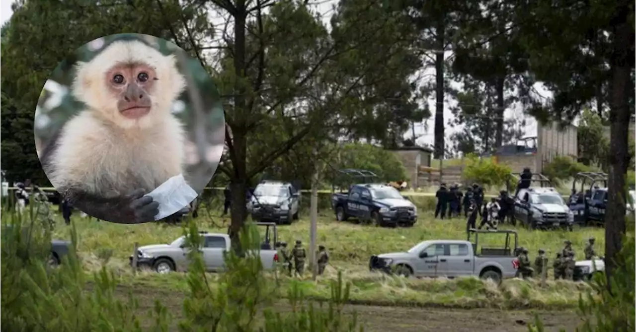 Mataron a un mono vestido de sicario en medio de una balacera entre narcos y policías