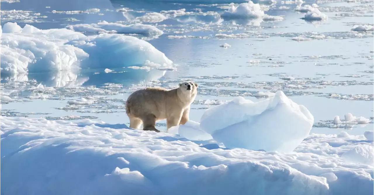 Meet the unique group of polar bears living with less sea ice