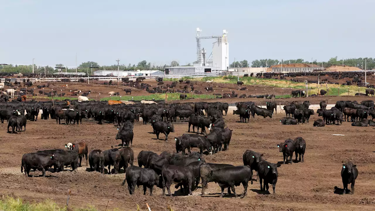 Thousands of Cattle Die as Brutal Heat Takes Its Toll | The Weather Channel - Articles from The Weather Channel | weather.com