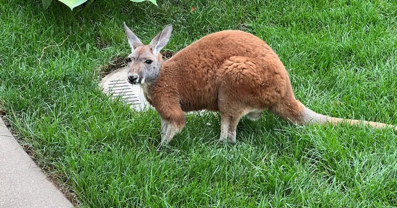 You can walk around with kangaroos at Indianapolis Zoo's new exhibit