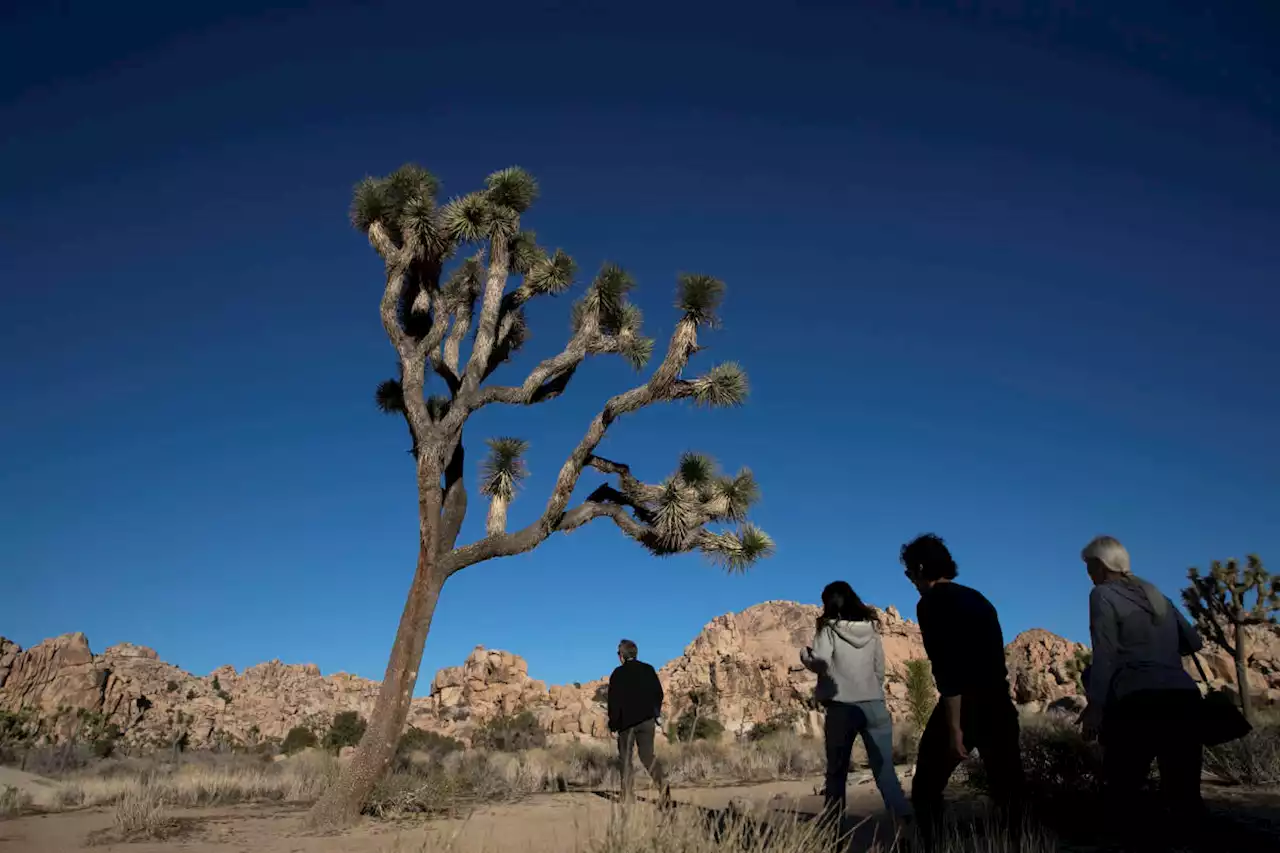 California won't immediately list Joshua tree as threatened