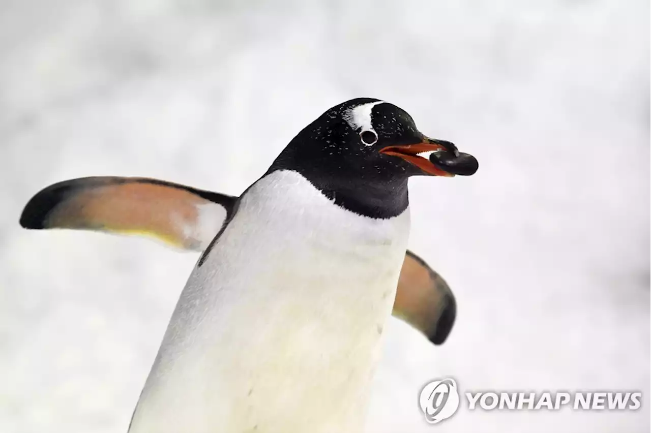 이상기후에 동물이 먼저 죽어간다…펭귄·아기새 떼죽음 | 연합뉴스