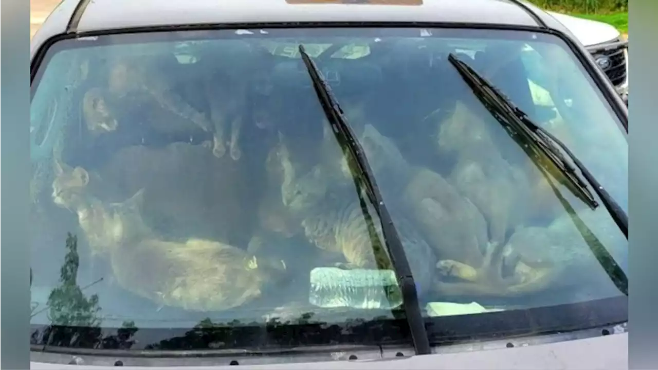 Agents rescue 47 cats from extreme heat while living in car with owner