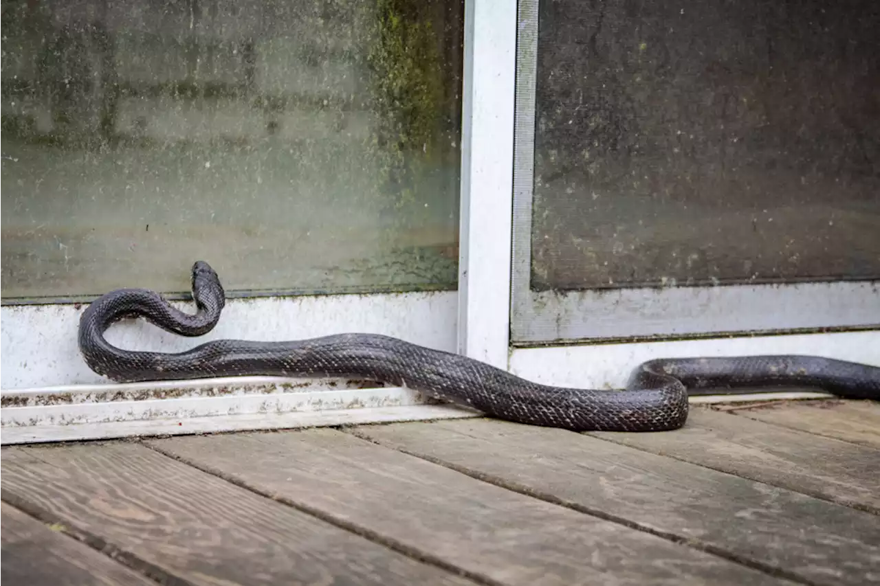 A Snake Bit a Kentucky Woman in the Face After She Did This — Best Life