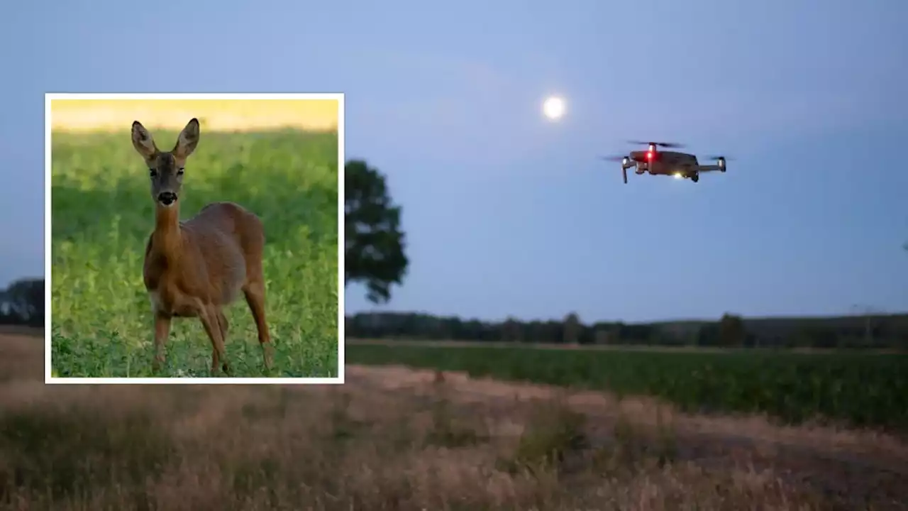 Drohne in Brandenburg rettet Rehe vor Mähdreschern