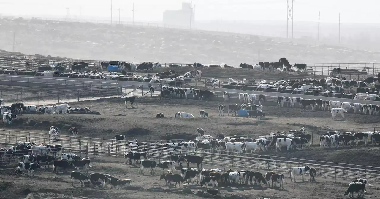 Heat stress blamed for thousands of cattle deaths in Kansas