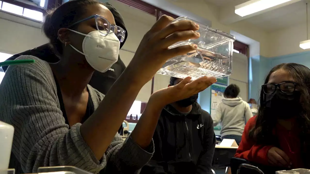 Mount Sinai brings fish experiment to East Harlem students