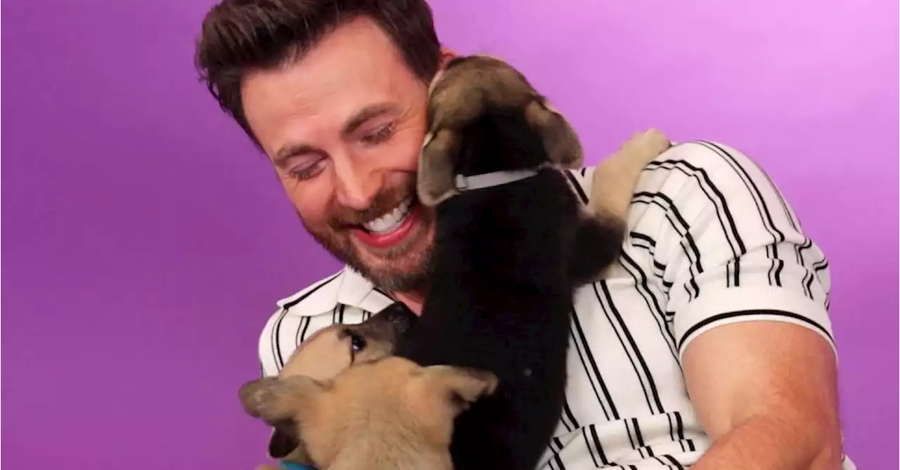 Watch Chris Evans Try to Give an Interview While Being Covered in Puppies