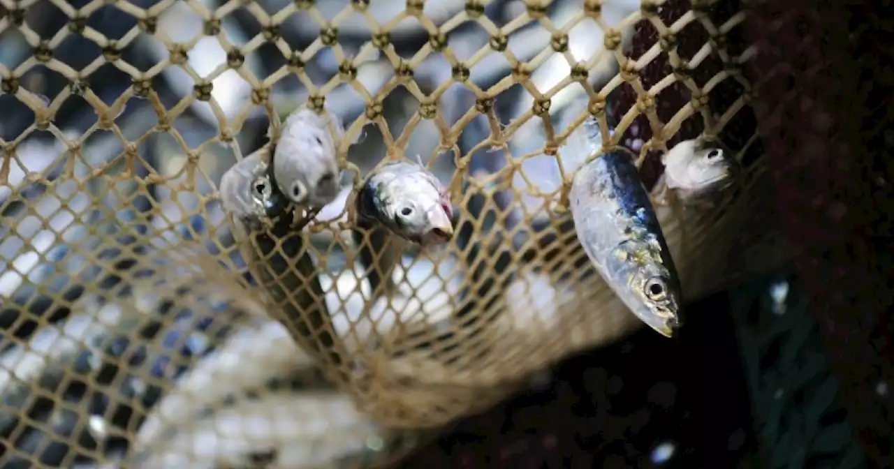 India all but sinks WTO sustainable fishing deal