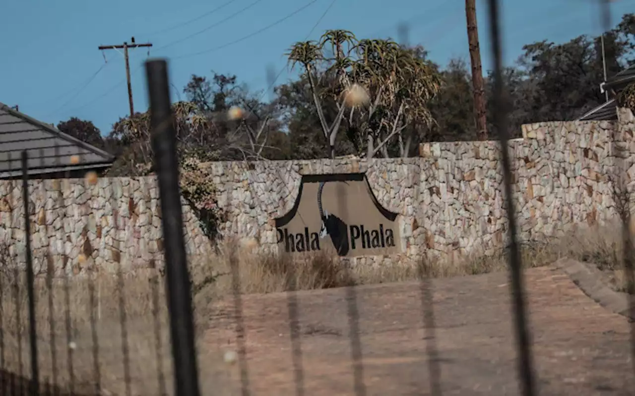 Ankole cows among livestock on auction at Ramaphosa’s Phala Phala farm