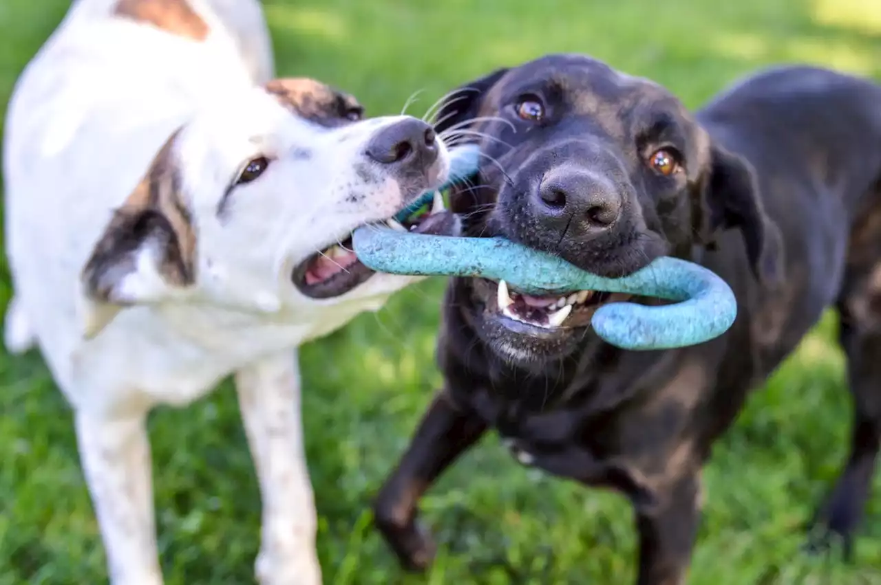 How Chewy Is Winning The Tug Of War For Pet Dollars