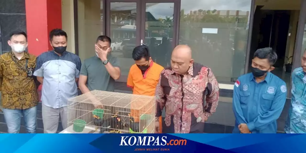 Jual Burung Beo di Medsos, Seorang Warga Palembang Ditangkap Polisi