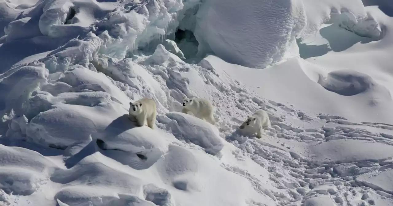 In a place with little sea ice, polar bears have found another way to hunt