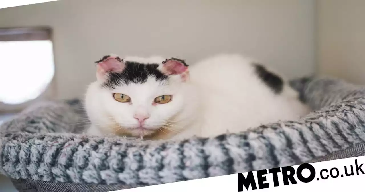 Cat who had ears removed due to skin cancer needs a home