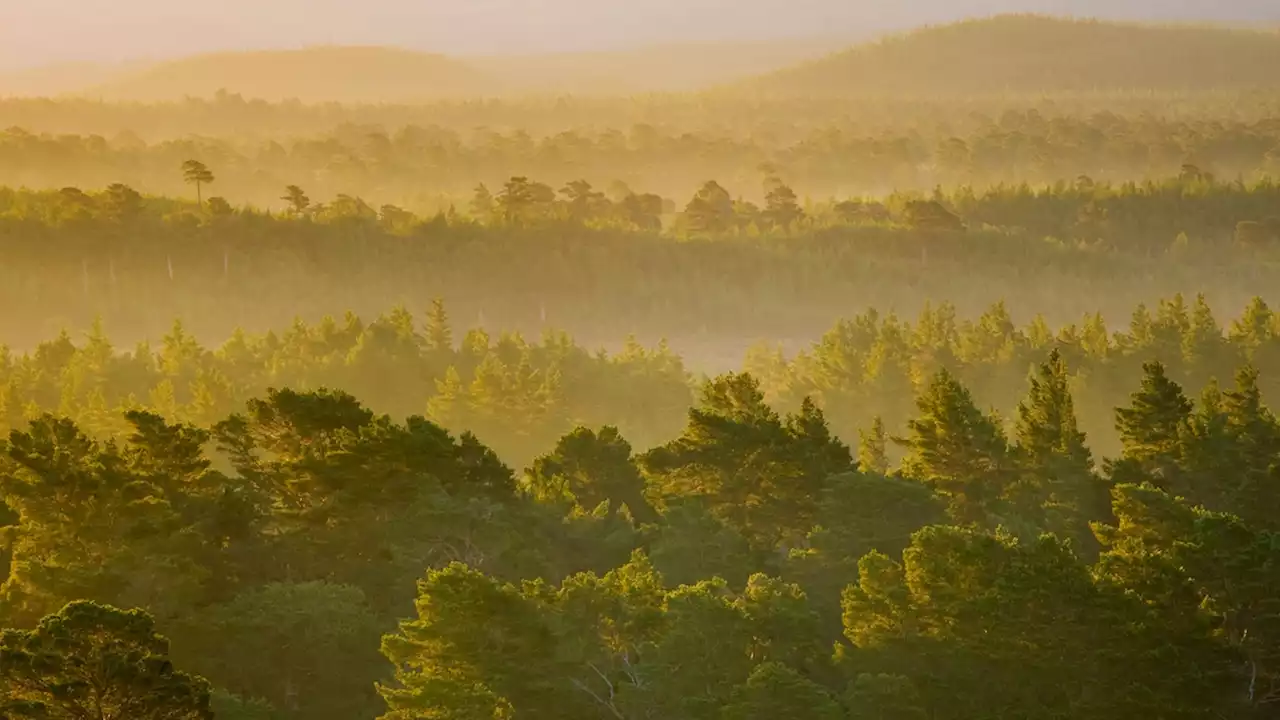 Scotland’s ‘Great Wood’: Was the legendary forest real?