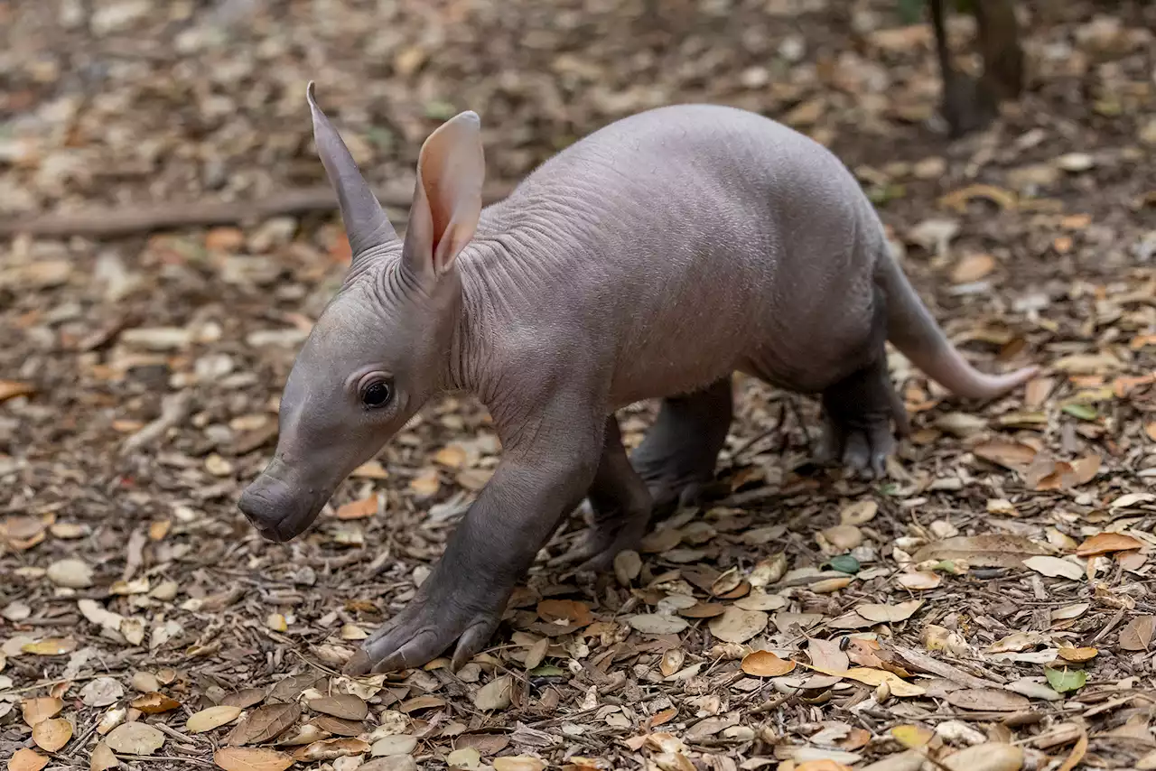 San Diego Zoo welcomes first aardvark birth in almost 40 years