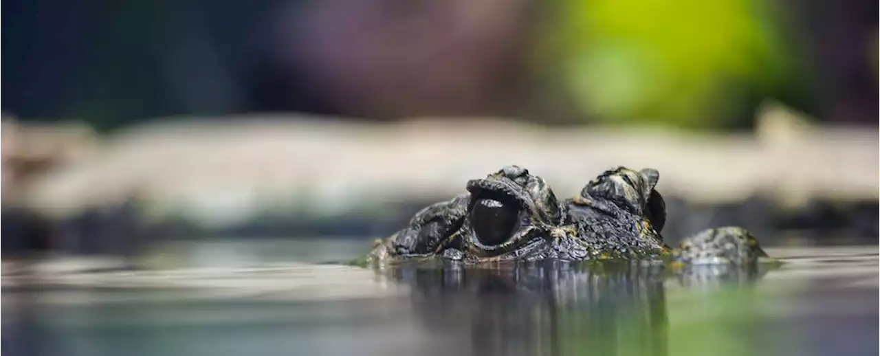 Researchers Find 2 Giant Dwarf Crocodile Species But Don't Know When They Went Extinct