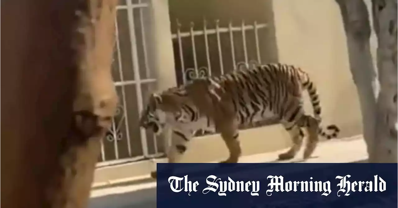 Monkey shot, tiger roams streets as toll mounts for cartels’ exotic pets