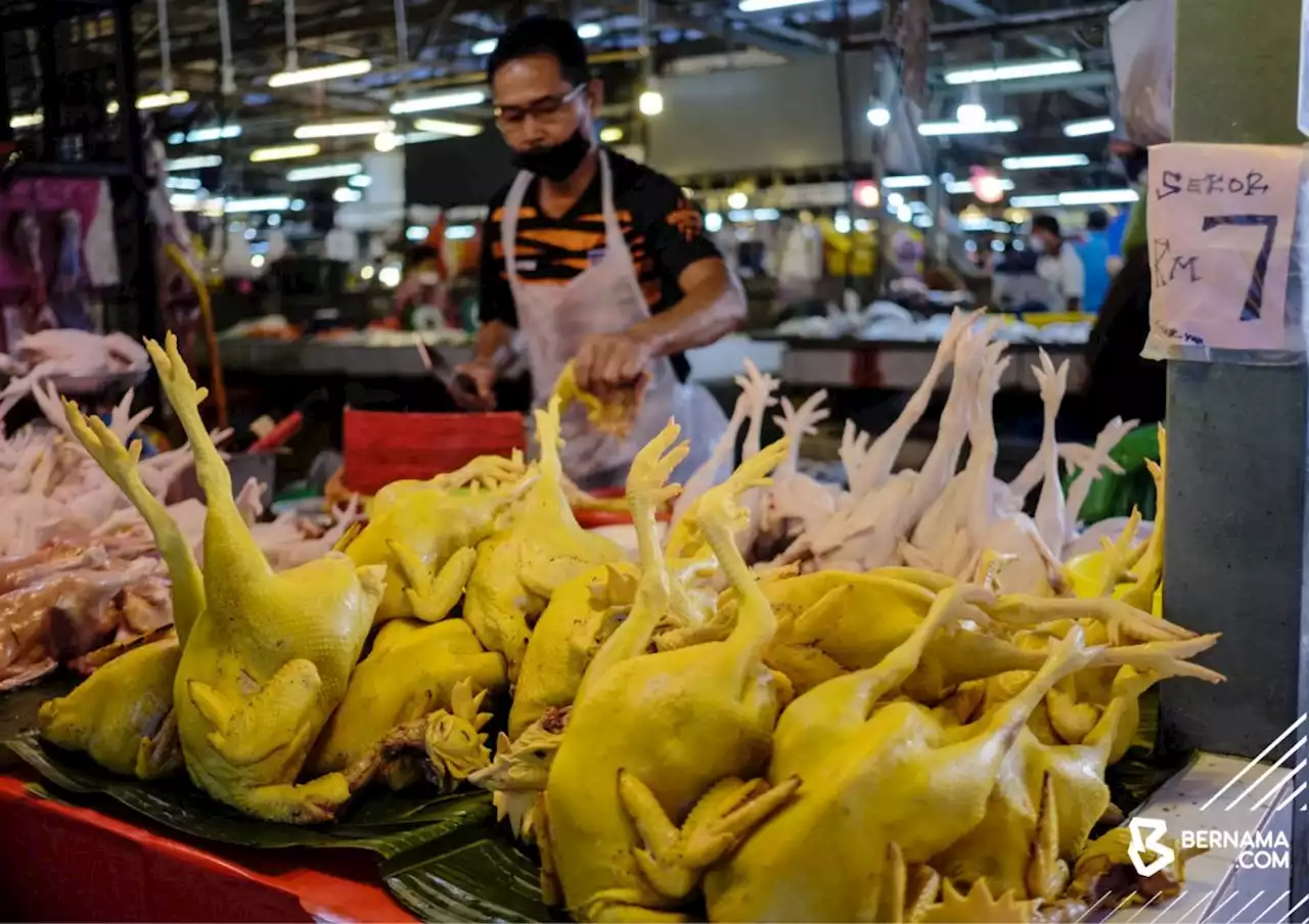 First batch of whole chicken stockpile to arrive June 18, says farmers' board