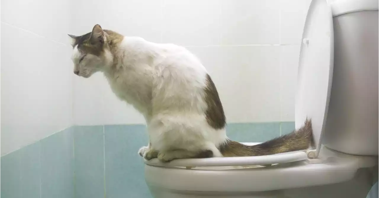 How Cat Poop Can Affect Your Health