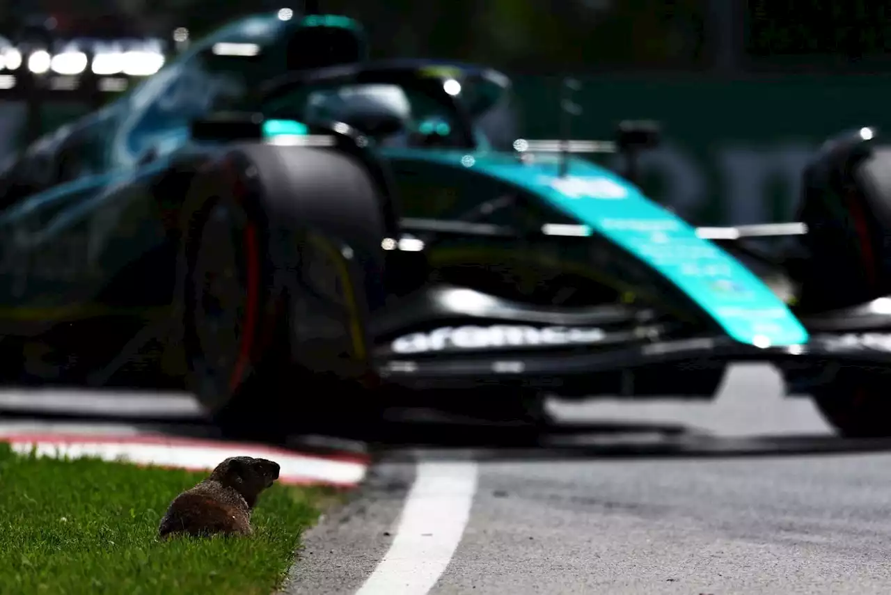 WATCH: Ferrari’s F1 driver Sainz narrowly misses groundhog at Canadian GP | The Citizen