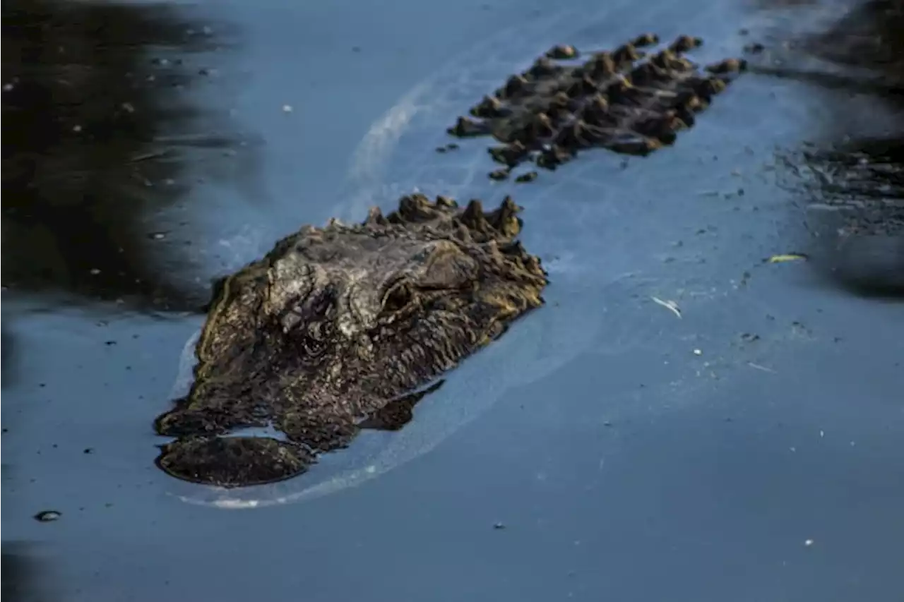 Dog dragged into water, eaten by gator at Florida park