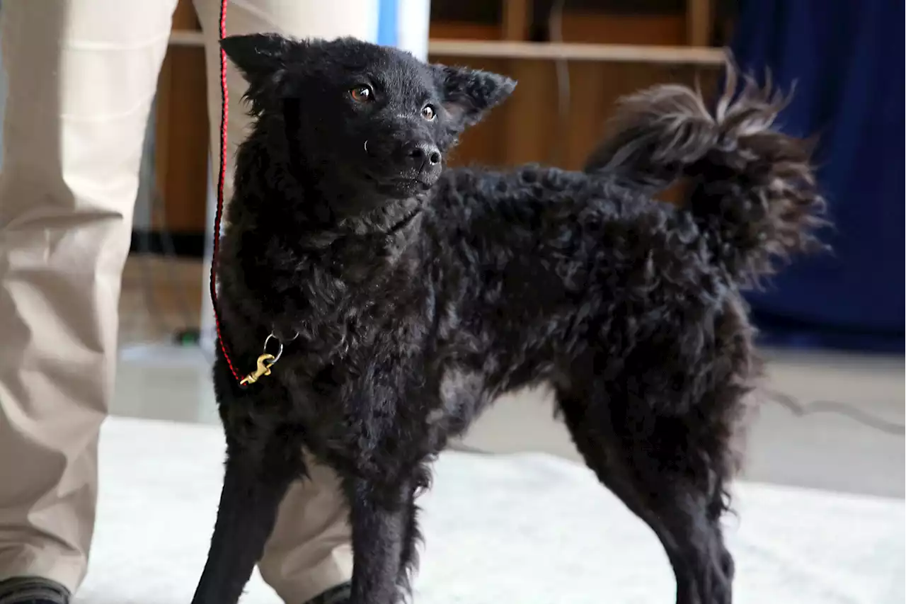 Upcoming Westminster dog show now focuses on veterinarians' welfare