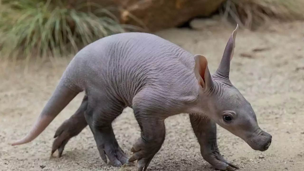 San Diego Zoo welcomes 1st aardvark birth in years