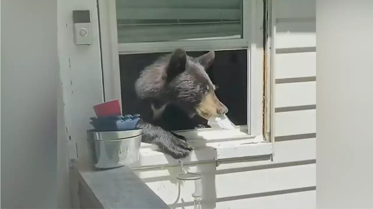 VIDEO: Woman comes home to huge bear in her kitchen