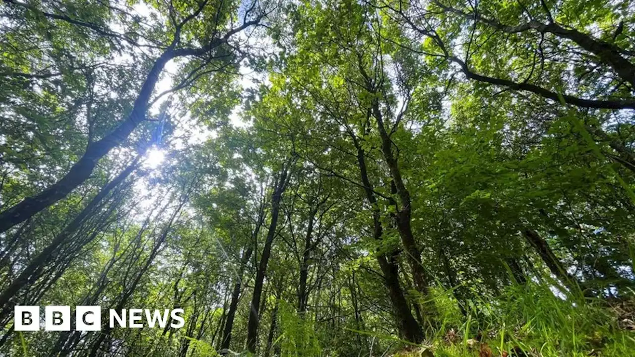 Friendly fungi help forests fight climate change