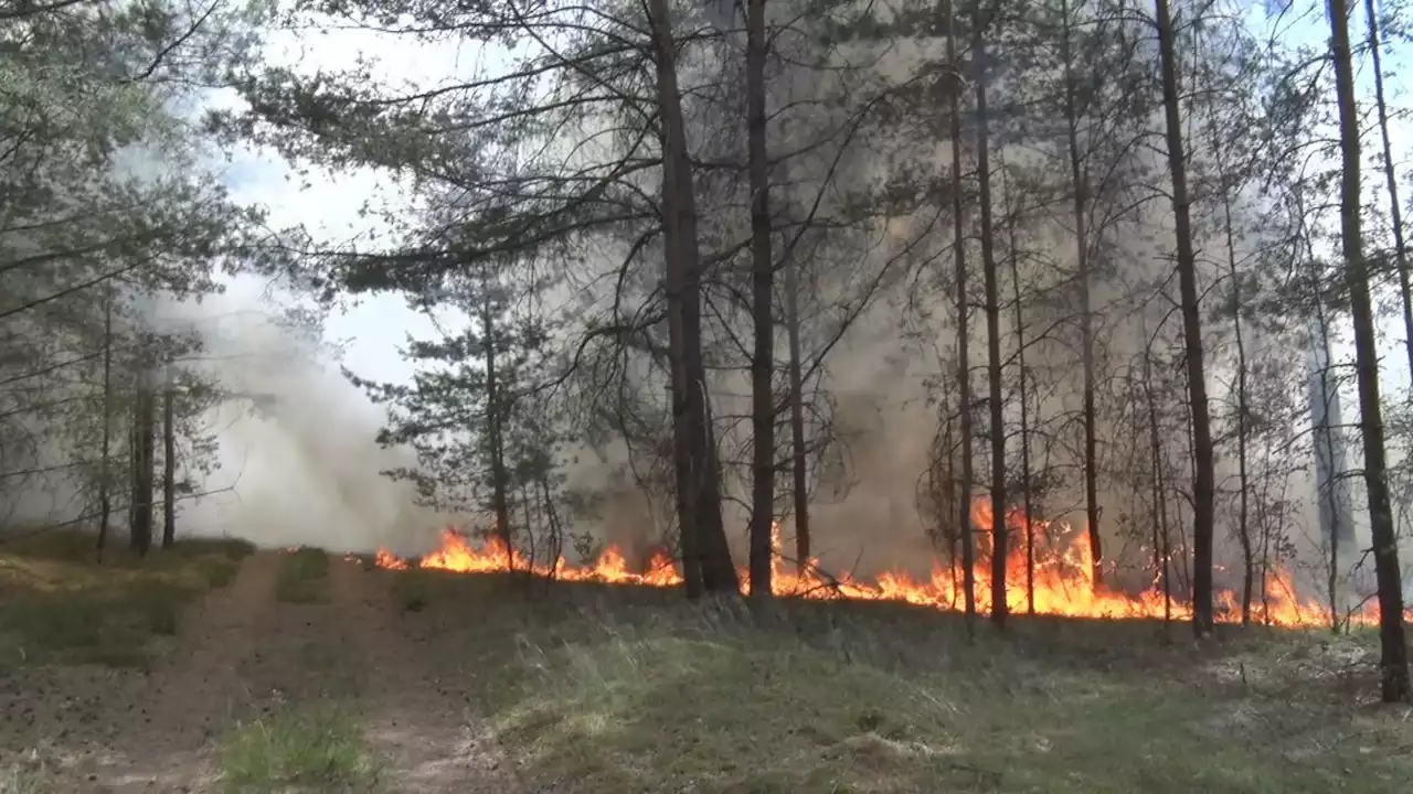 Waldbrandbeauftragter: Regen könnte Waldbrände in Brandenburg nicht löschen