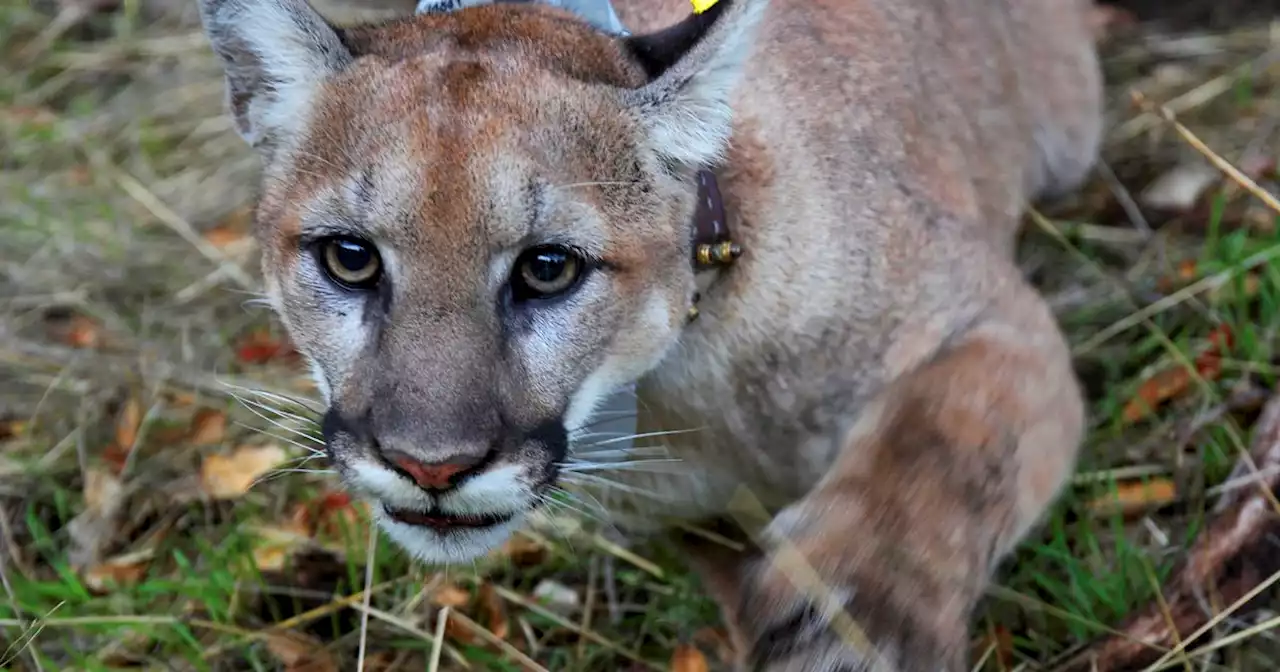 Texas must protect its mountain lions and ban footholds