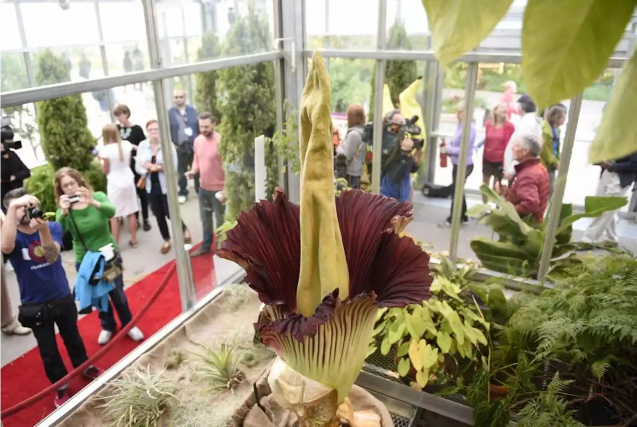 What’s that smell? Denver Botanic Gardens’ odorous corpse flower blooming for just 24-36 hours.