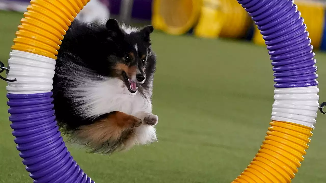 Westminster dog show 2022: Schedule, how to watch on TV, livestream