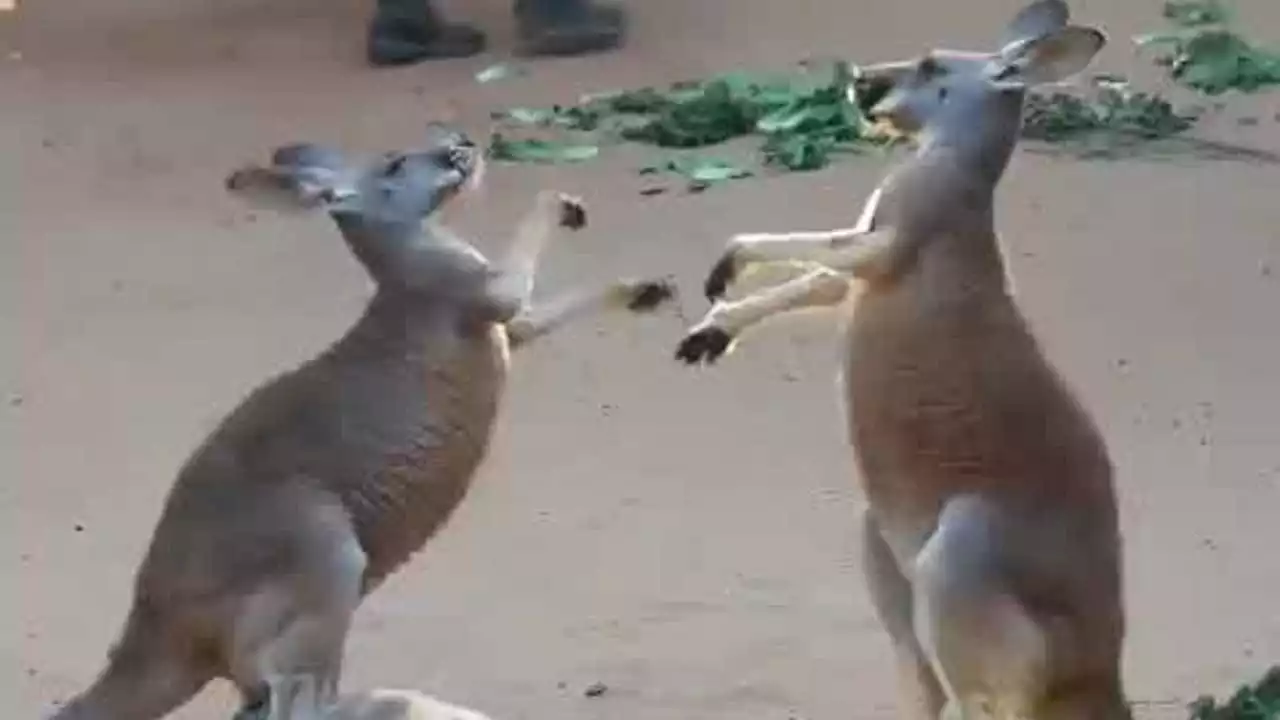 Two kangaroos tussle at San Antonio Zoo