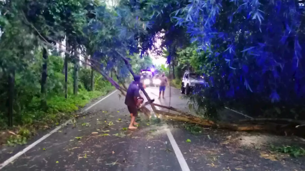 Pohon Tumbang di Sukorambi Jember Sebabkan Jaringan Listrik Putus