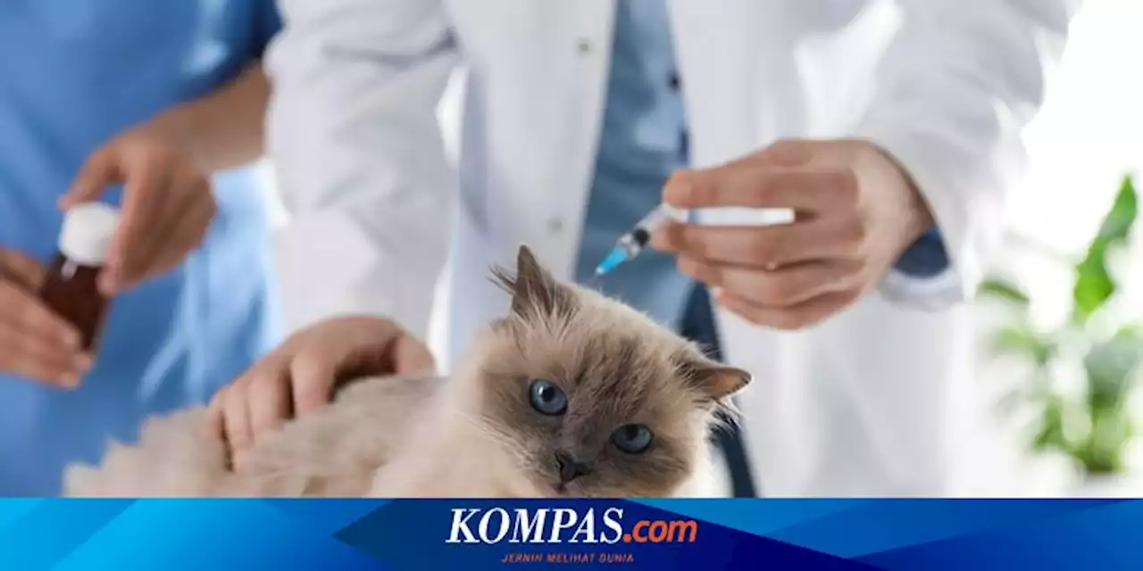 Dinas KPKP DKI Buka Layanan Kesehatan Hewan dan Vaksinasi Rabies Gratis