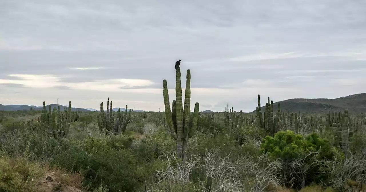 Two Netflix series actors die in Mexico after van crashes