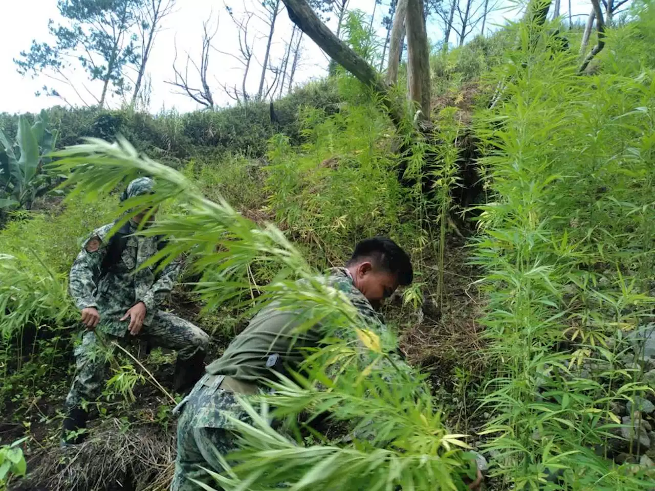 P3-M worth of marijuana plants destroyed, five drug suspects arrested in Kalinga