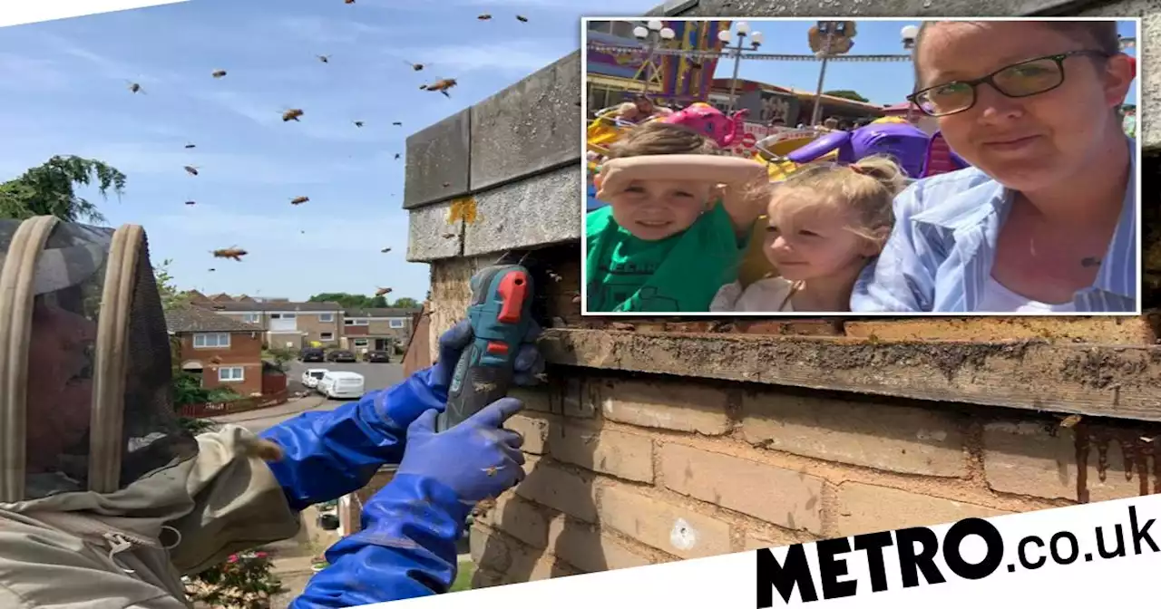 Swarm of bees invaded council flats leaving family 'trapped indoors'