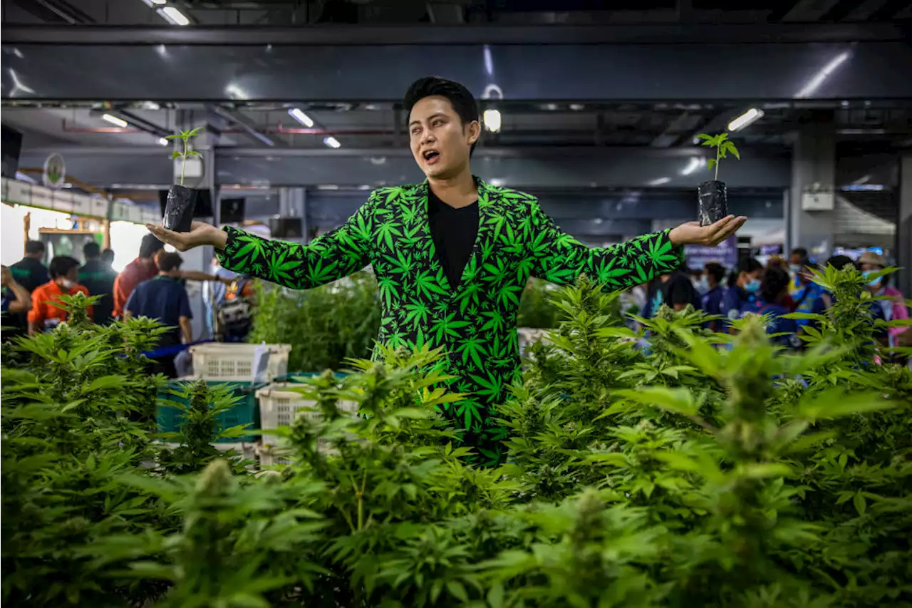 What Legalizing Marijuana Means for Thailand