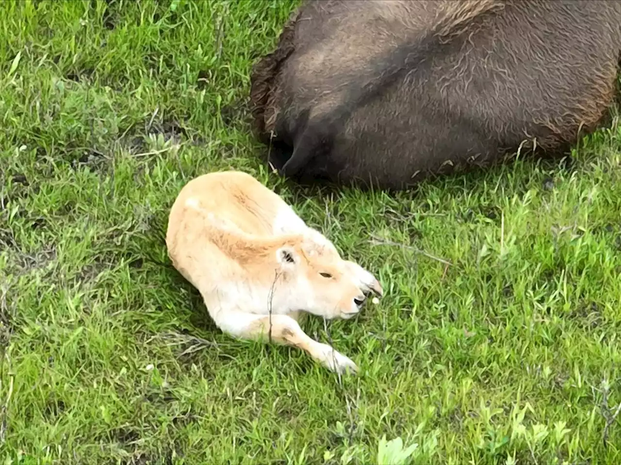 Native American tribe welcomes ‘extremely rare’ white buffalo calf