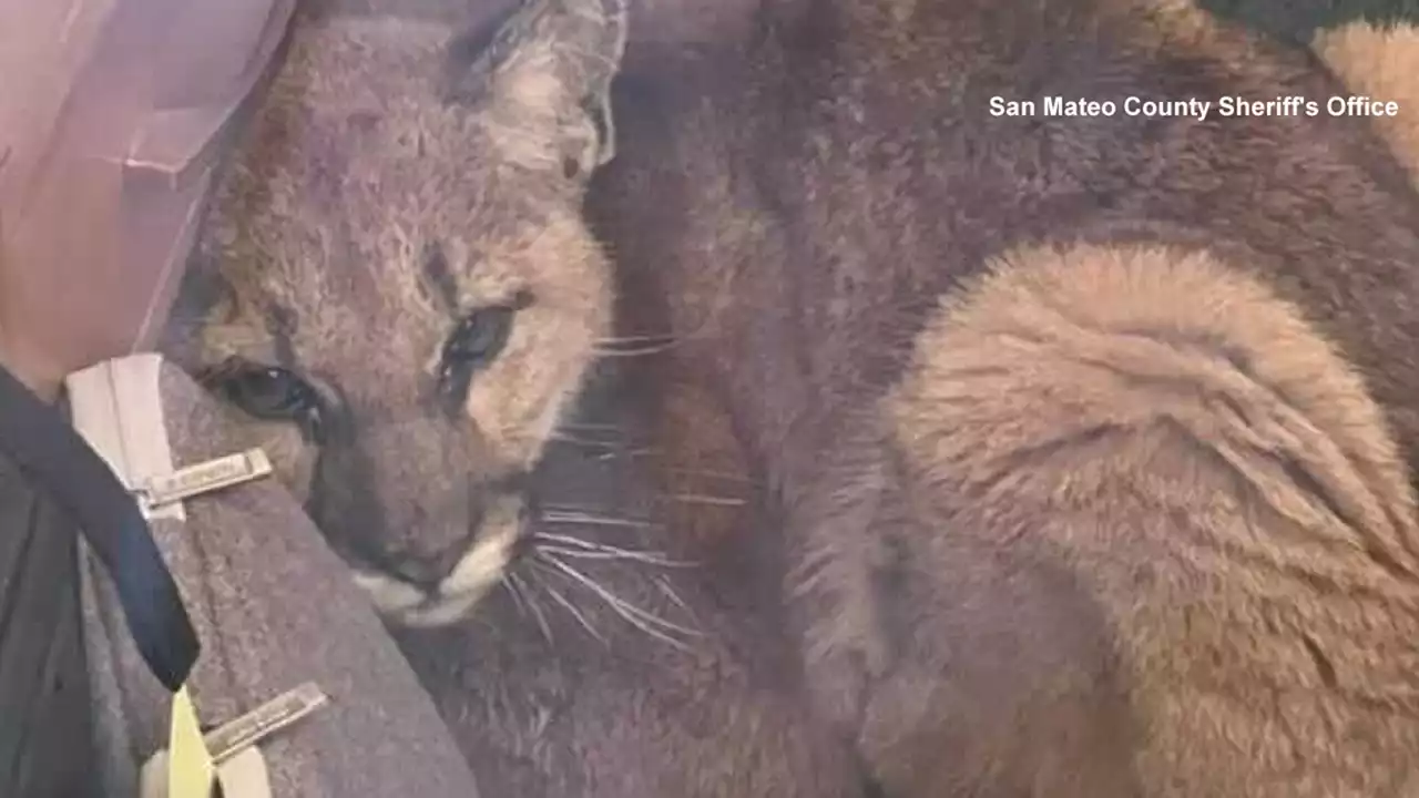 Mountain lion corralled inside empty classroom at Bay Area high school, authorities say