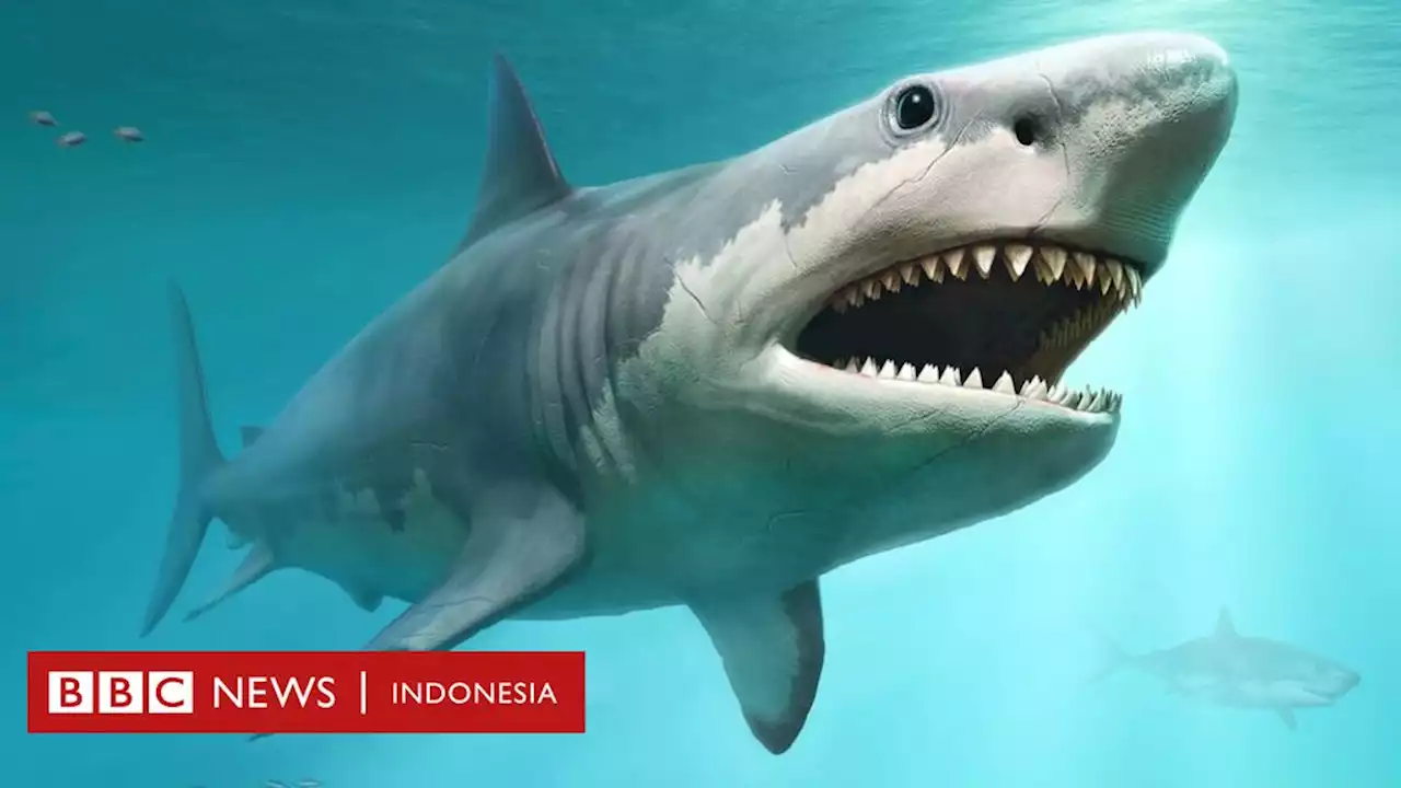 Misteri kepunahan hiu purba megalodon tiga juta tahun lalu terungkap - BBC News Indonesia