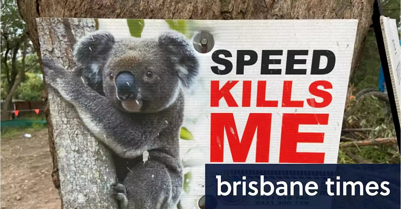 Why the numbers in Queensland’s new koala report just don’t add up