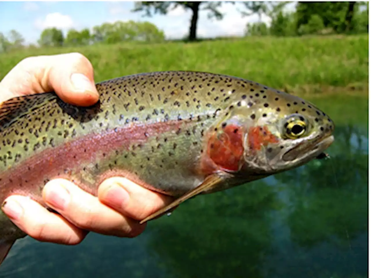 Short Stretch Of Yampa River Closed To Fishing Due To Critically Low Water Flow